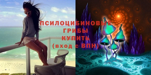 гидра Кедровый